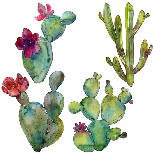 Gröna Kaktusar Isolerade Vitt Akvarell Bakgrundselement Illustration — Stockfoto