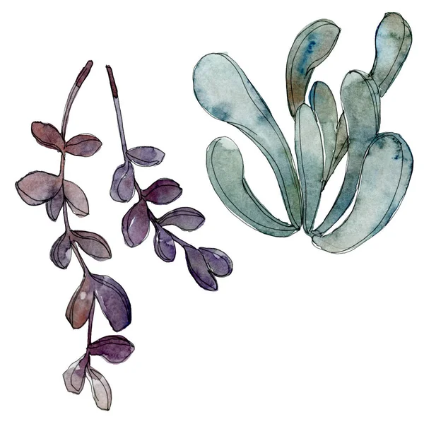 Exotic tropical Hawaiian botanical succulents. Watercolor background illustration set. Isolated succulents illustration elements.