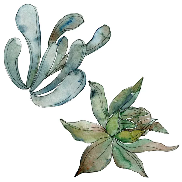 Exotic tropical Hawaiian botanical succulents. Watercolor background illustration set. Isolated succulents illustration elements.