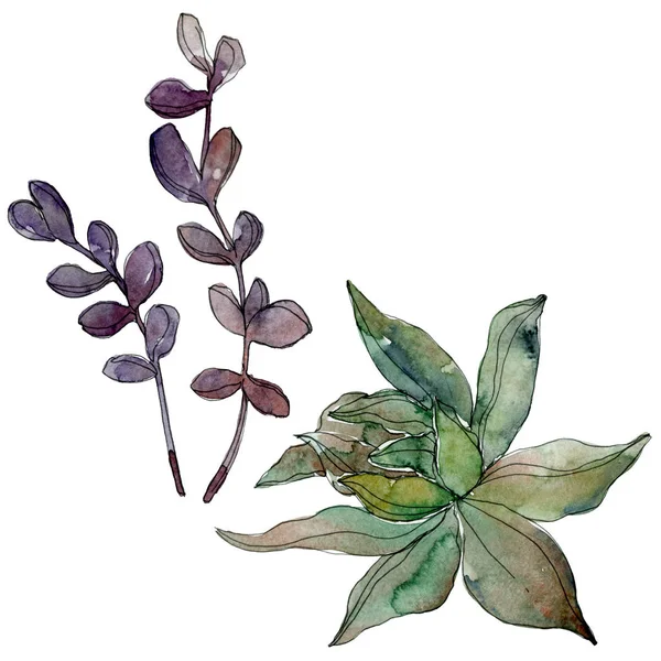 Exotic tropical Hawaiian botanical succulents. Watercolor background illustration set. Isolated succulents illustration elements.