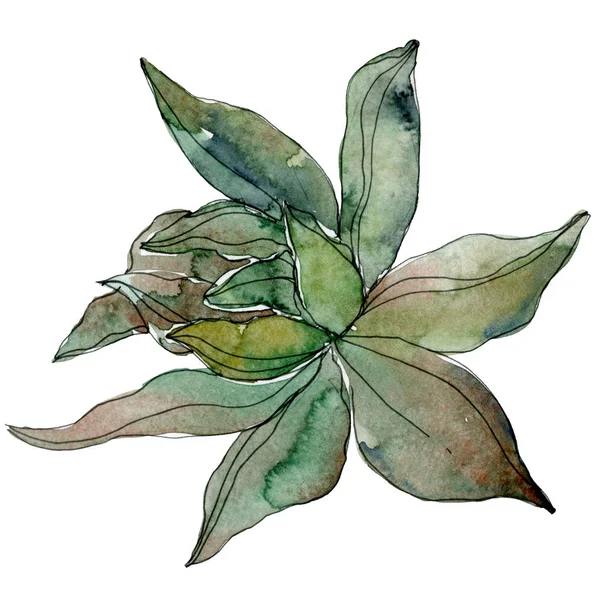 Exotic tropical hawaiian botanical succulent. Watercolor background illustration.  Isolated succulent illustration element.