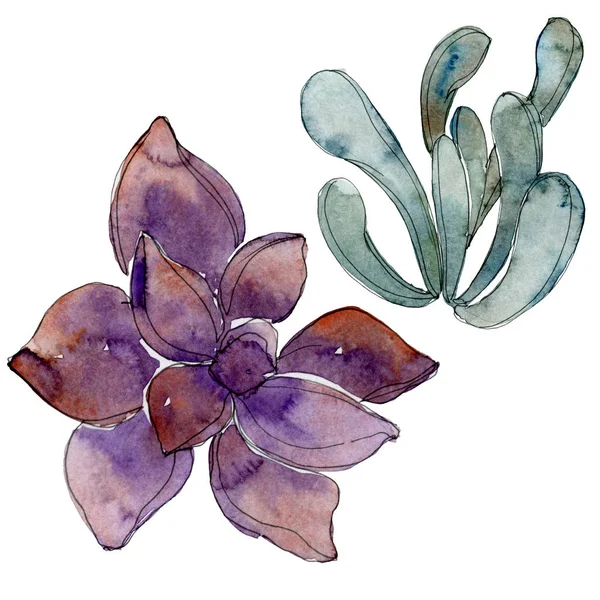 Egzotik tropik Hawaii botanik succulents. Suluboya arka plan illüstrasyon küme. İzole succulents resimde unsurlar.