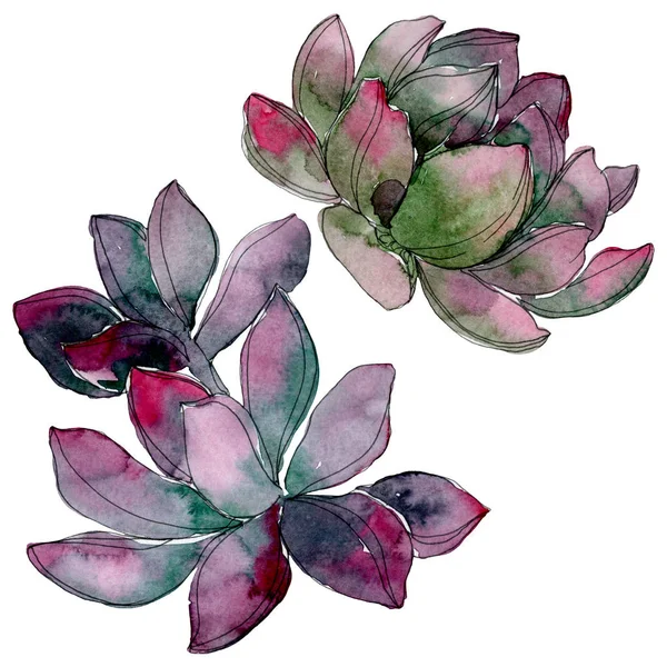 Succulent Floral Botanical Flower Wild Spring Leaf Wildflower Isolated Watercolor — Stock Photo, Image