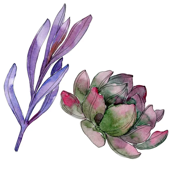 Χυμώδεις Floral Βοτανικό Λουλούδι Άγρια Άνοιξη Φύλλων Wildflower Απομονωμένη Ακουαρέλα — Φωτογραφία Αρχείου