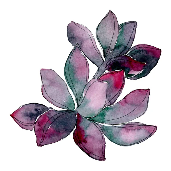 Succulent Floral Botanical Flower Wild Spring Leaf Wildflower Isolated Watercolor — Stock Photo, Image