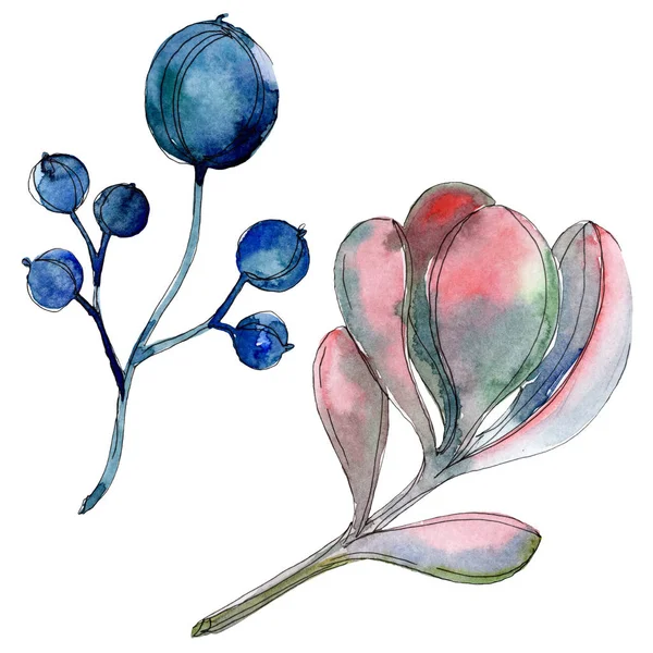 Sukulentní Rostliny Botanická Sada Akvarel Pozadí Obrázku Prvky Ilustrace Izolované — Stock fotografie