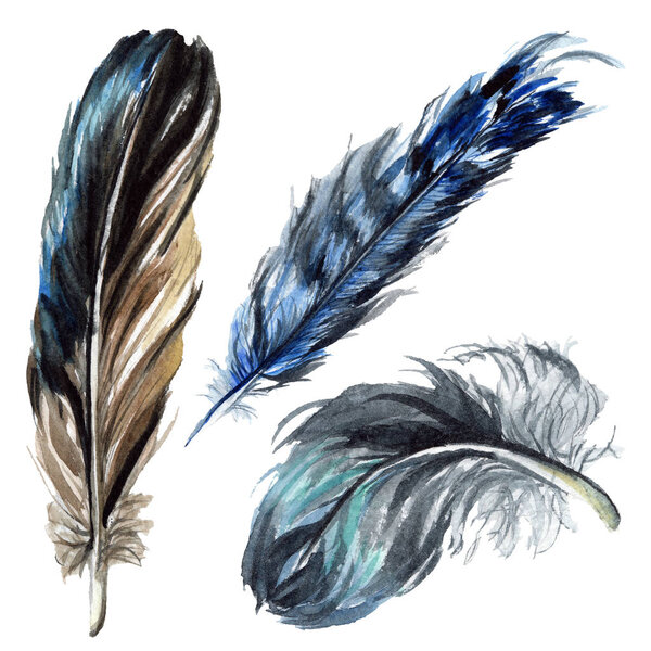 Blue and black bird feathers from wing isolated. Watercolor background illustration set. Isolated feathers illustration elements.