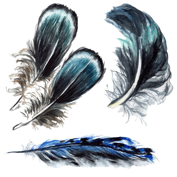 Blue and black bird feathers from wing isolated. Watercolor background illustration set. Isolated feathers illustration elements.