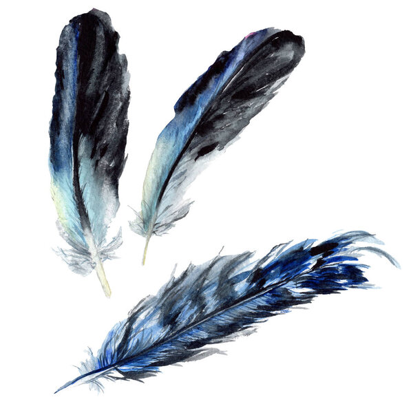 Blue and black bird feathers from wing isolated. Watercolor background illustration set. Isolated feathers illustration elements.