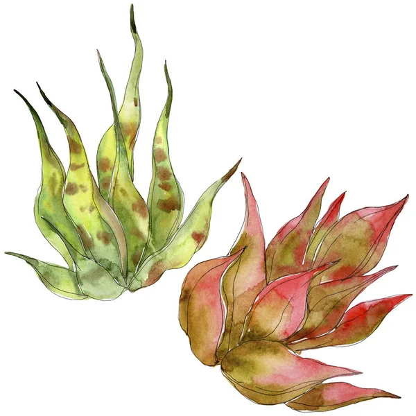 Exotic tropical succulents. Watercolor background illustration set. Isolated succulents illustration elements.