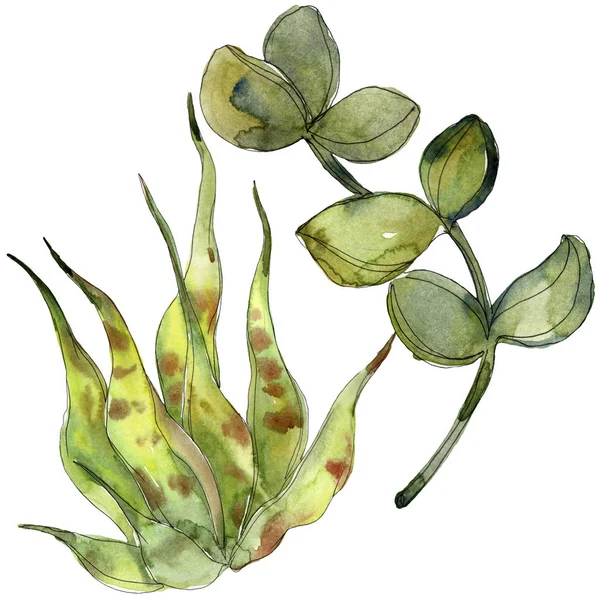 Exotic tropical succulents. Watercolor background illustration set. Isolated succulents illustration elements.