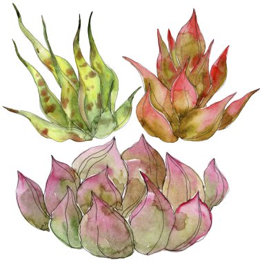 Egzotik tropik succulents. Suluboya arka plan illüstrasyon küme. İzole succulents resimde unsurlar.