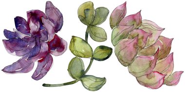 Egzotik tropik succulents. Suluboya arka plan illüstrasyon küme. İzole succulents resimde unsurlar.