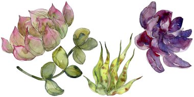 Egzotik tropik succulents. Suluboya arka plan illüstrasyon küme. İzole succulents resimde unsurlar.