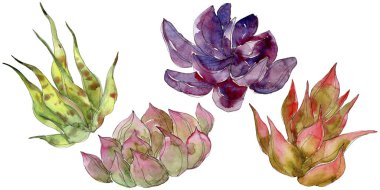 Egzotik tropik succulents. Suluboya arka plan illüstrasyon küme. İzole succulents resimde unsurlar.