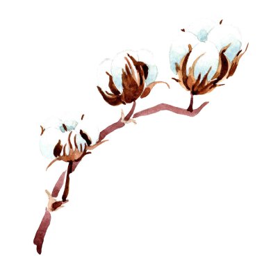 Cotton botanical flower. Watercolor background illustration. Isolated cotton illustration element. clipart