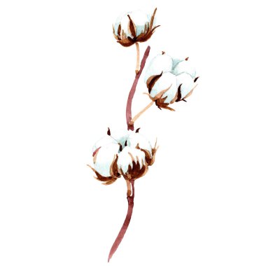 Cotton botanical flower. Watercolor background illustration. Isolated cotton illustration element. clipart