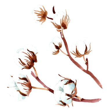 Pamuk botanik çiçek. Suluboya arka plan illüstrasyon. İzole pamuk resimde unsurlar.