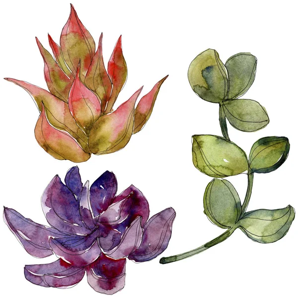 Succulents Tropicaux Exotiques Ensemble Illustration Fond Aquarelle Eléments Illustration Succulents — Photo