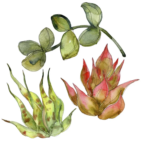 Exotic tropical succulents. Watercolor background illustration set. Isolated succulents illustration elements.
