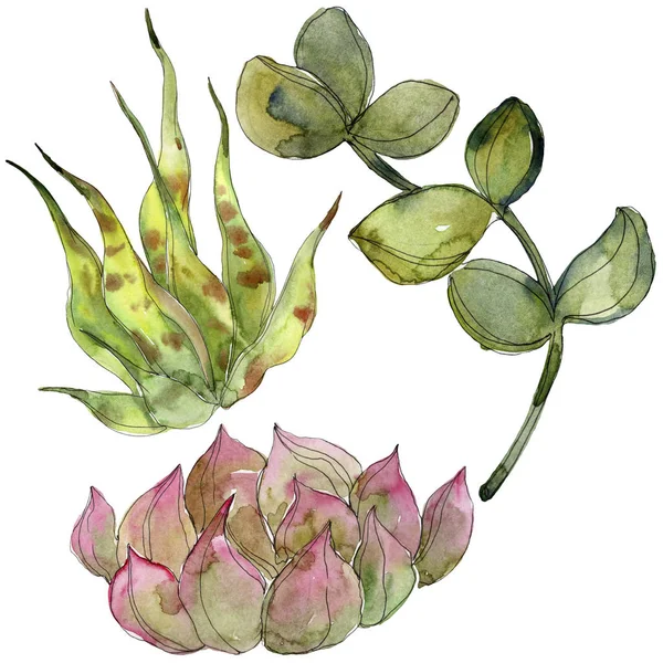 Exotic tropical succulents. Watercolor background illustration set. Isolated succulents illustration elements.