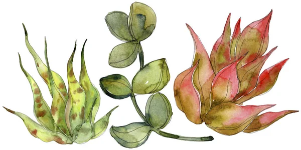 Succulents Tropicaux Exotiques Ensemble Illustration Fond Aquarelle Eléments Illustration Succulents — Photo