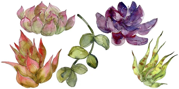 Exotic tropical succulents. Watercolor background illustration set. Isolated succulents illustration elements.