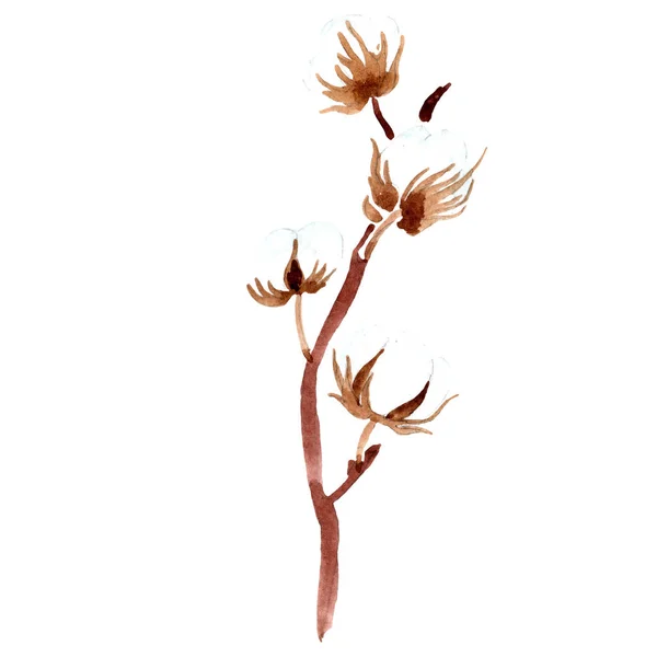 綿植物の花 水彩画背景イラスト 孤立した綿の図要素 — ストック写真