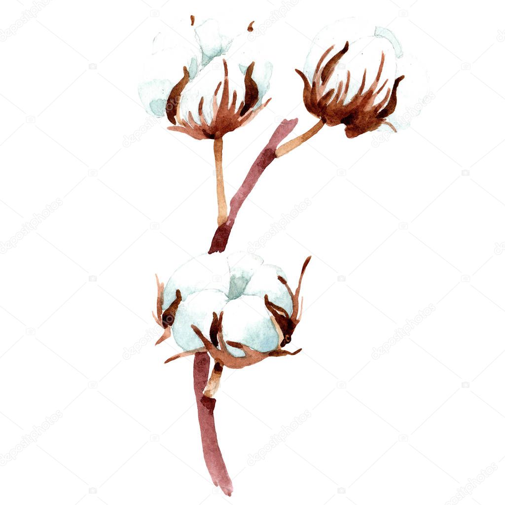 Cotton botanical flower. Watercolor background illustration. Isolated cotton illustration element.