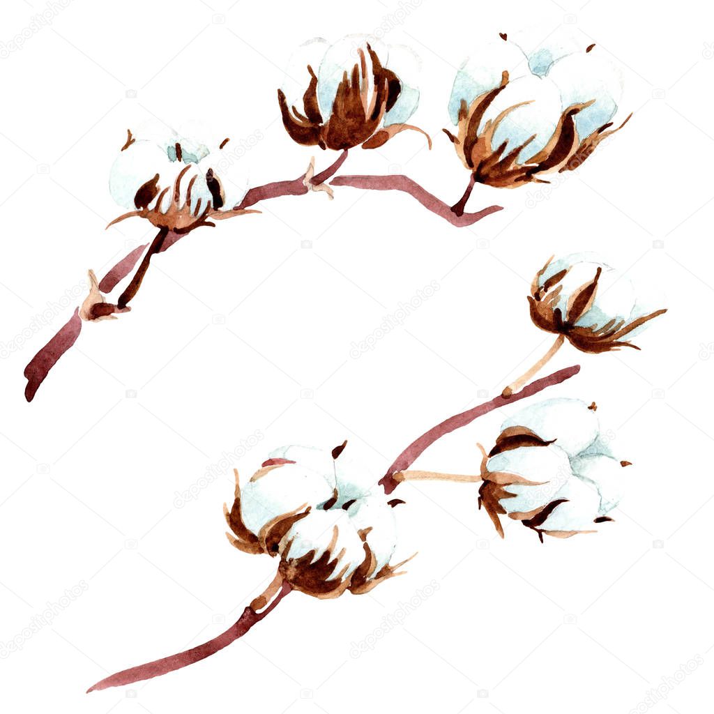 Cotton botanical flower. Watercolor background illustration. Isolated cotton illustration elements.