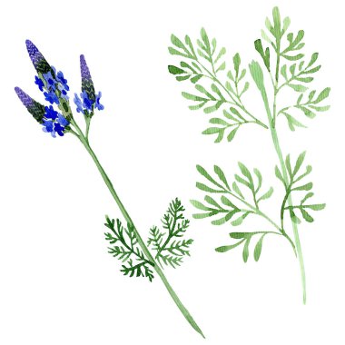 Blue violet lavender floral botanical flower. Wild spring leaf wildflower isolated. Watercolor background set. Watercolour drawing fashion aquarelle. Isolated lavandula illustration element. clipart