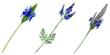 Mavi mor lavanta botanik çiçek. Vahşi bahar yaprak izole kır çiçeği. Suluboya arka plan ayarlamak. Suluboya çizim moda aquarelle. İzole lavandula illüstrasyon öğesi.
