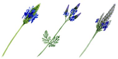 Blue violet lavender floral botanical flower. Wild spring leaf wildflower isolated. Watercolor background set. Watercolour drawing fashion aquarelle. Isolated lavandula illustration element. clipart