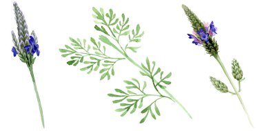 Mavi mor lavanta botanik çiçek. Vahşi bahar yaprak izole kır çiçeği. Suluboya arka plan ayarlamak. Suluboya çizim moda aquarelle. İzole lavandula illüstrasyon öğesi.