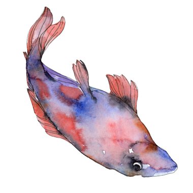 Benekli su sualtı renkli tropikal balık seti. Kızıldeniz ve egzotik balıkları içinde. Suluboya arka plan ayarlamak. Suluboya çizim moda aquarelle. İzole balık resim öğesi.