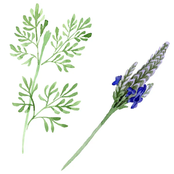 ブルー バイオレット ラベンダー花植物の花 野生春葉のワイルドフラワーが分離されました 水彩画背景セット 水彩描画ファッション Aquarelle 孤立したラベンダーの図要素 — ストック写真