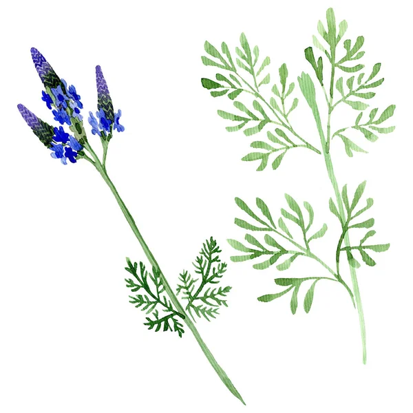 Blue violet lavender floral botanical flower. Wild spring leaf wildflower isolated. Watercolor background set. Watercolour drawing fashion aquarelle. Isolated lavandula illustration element.