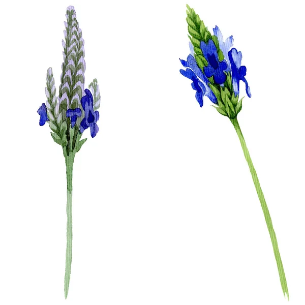 Blue violet lavender floral botanical flower. Wild spring leaf wildflower isolated. Watercolor background set. Watercolour drawing fashion aquarelle. Isolated lavandula illustration element.