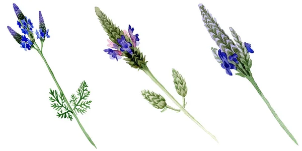 Kék Ibolya Levendula Virág Botanikai Virág Vad Tavaszi Levél Vadvirág — Stock Fotó