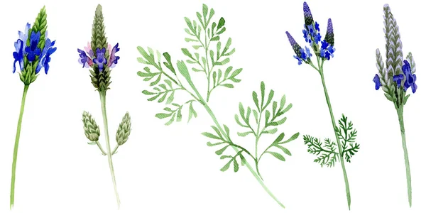 Blu Viola Lavanda Floreale Fiore Botanico Fiore Selvatico Primaverile Isolato — Foto Stock