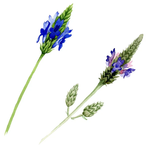 Blue violet lavender floral botanical flower. Wild spring leaf wildflower isolated. Watercolor background set. Watercolour drawing fashion aquarelle. Isolated lavandula illustration element.
