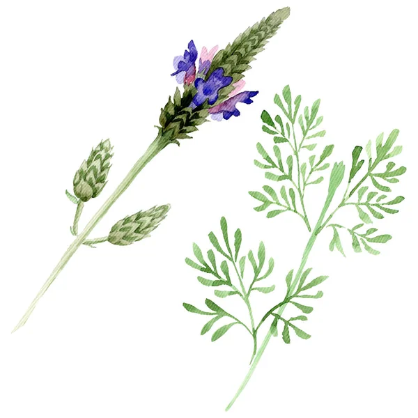 Blue violet lavender floral botanical flower. Wild spring leaf wildflower isolated. Watercolor background set. Watercolour drawing fashion aquarelle. Isolated lavandula illustration element.