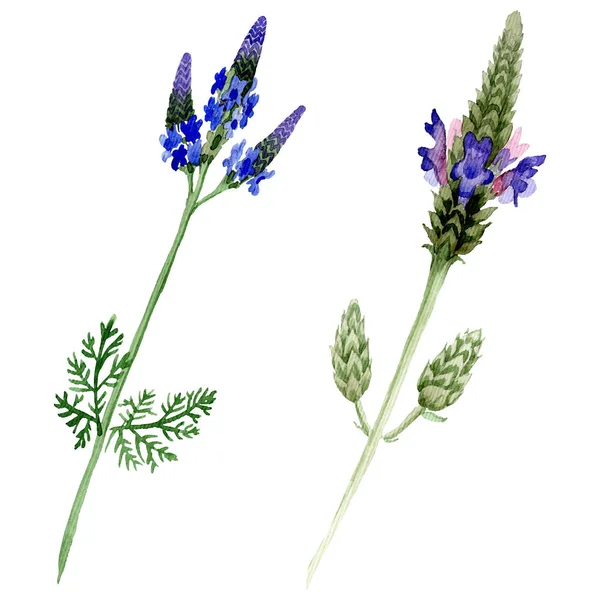 Blauviolettem Lavendel Blühende Botanische Blume Wildes Frühlingsblatt Wildblume Isoliert Aquarell — Stockfoto