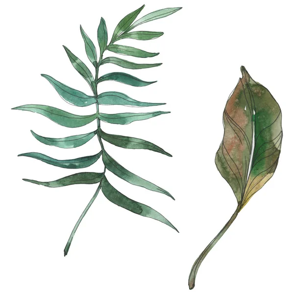 Exotic tropical hawaiian summer. Palm beach tree leaves. Watercolor background illustration set. Watercolour drawing fashion aquarelle isolated. Isolated leaves illustration element.