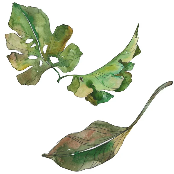 Exotic tropical hawaiian summer. Palm beach tree leaves. Watercolor background illustration set. Watercolour drawing fashion aquarelle isolated. Isolated leaves illustration element.