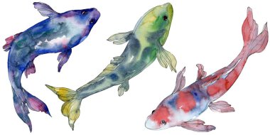 Benekli su sualtı renkli tropikal balık seti. Kızıldeniz ve egzotik balıkları içinde. Suluboya arka plan ayarlamak. Suluboya çizim moda aquarelle. İzole balık resim öğesi.