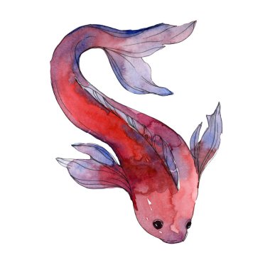 Su sualtı renkli tropikal balık seti. Kızıldeniz ve egzotik balıkları içinde: Goldfish. Suluboya arka plan ayarlamak. Suluboya çizim moda aquarelle. İzole goldfish illüstrasyon öğesi.