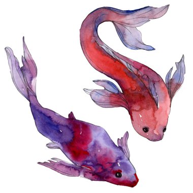 Su sualtı renkli tropikal balık seti. Kızıldeniz ve egzotik balıkları içinde: Goldfish. Suluboya arka plan ayarlamak. Suluboya çizim moda aquarelle. İzole goldfish illüstrasyon öğesi.