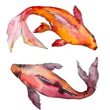 Su sualtı renkli tropikal balık seti. Kızıldeniz ve egzotik balıkları içinde: Goldfish. Suluboya arka plan ayarlamak. Suluboya çizim moda aquarelle. İzole goldfish illüstrasyon öğesi.