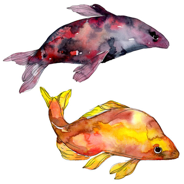 Spotted aquatic underwater colorful tropical fish set. Red sea and exotic fishes inside. Watercolor background set. Watercolour drawing fashion aquarelle. Isolated fish illustration element.